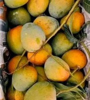 10 কেজি হিমসাগর আম 135 টাকা করে 1350 টাকা (ফ্রি ডেলিভারি)